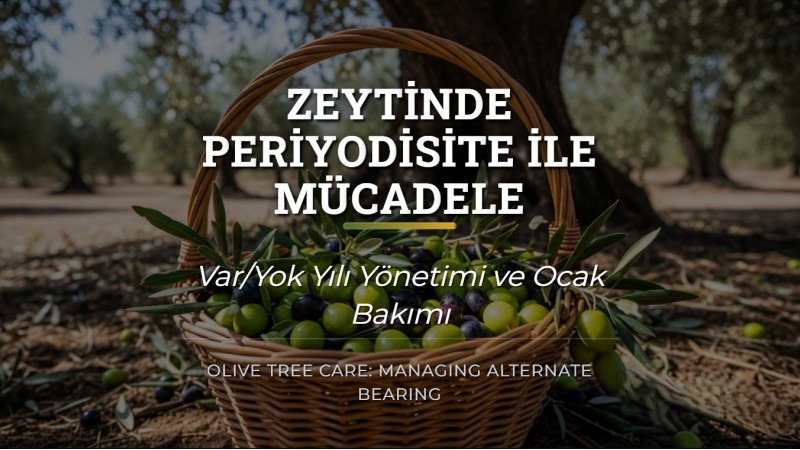 Zeytinde Periyodisite (Var/Yok Yılı) ile Mücadele ve Ocak Bakımı