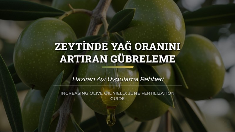 Zeytinde Yağ Oranını Artıran Haziran Gübreleme Rehberi