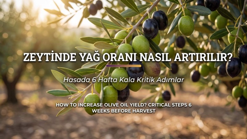 Zeytinde Yağ Oranı Nasıl Artırılır? Hasada 6 Hafta Kala