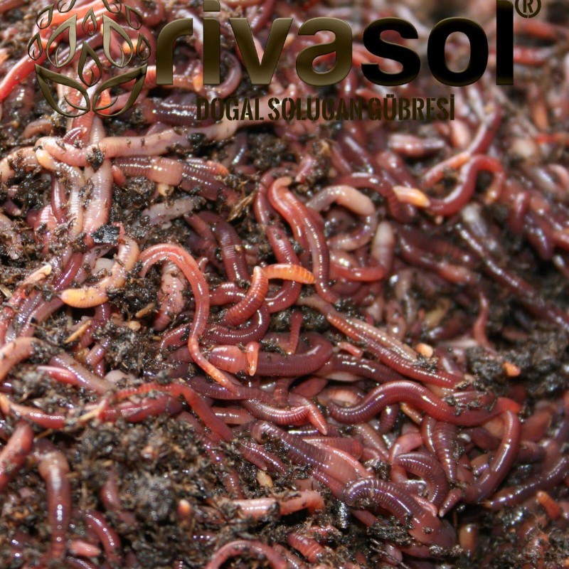 1.000.000 Adet Kırmızı Kaliforniya Solucanı (Eisenia foetida) | Rivasol 1.000.000 Adet Kırmızı Kaliforniya Solucanı (Eisenia foetida)