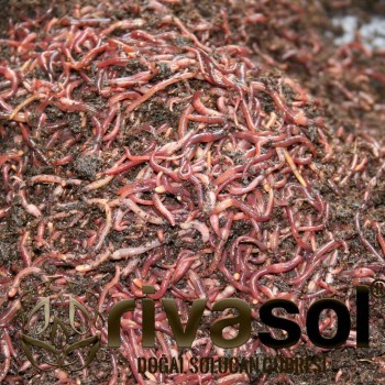 10.000 Adet Kırmızı Kaliforniya Solucanı (Eisenia foetida)