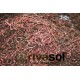10.000 Adet Kırmızı Kaliforniya Solucanı (Eisenia foetida)
