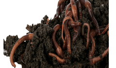 Kırmızı Kaliforniya Solucanı