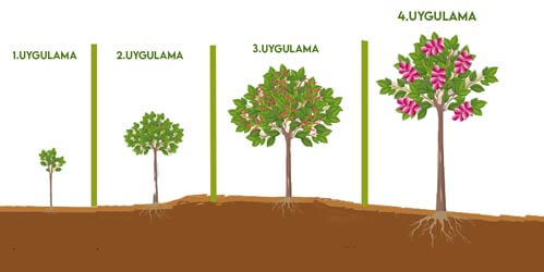 Antep Fıstığında Solucan Gübresi Uygulama Miktarları