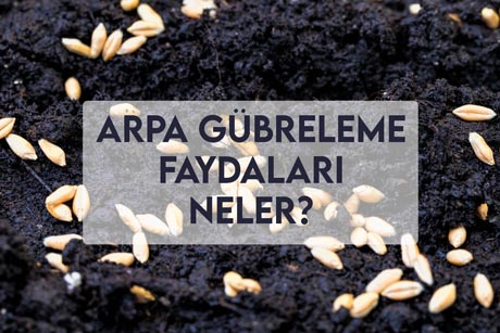 Arpa Gübreleme Faydaları Neler?