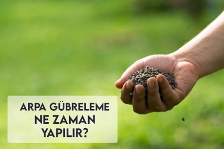 Arpa Gübreleme Ne Zaman Yapılır?