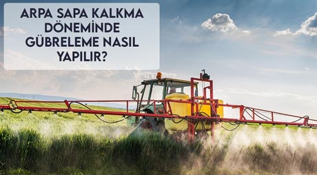 Arpa Sapa Kalkma Döneminde Gübreleme Nasıl Yapılır?