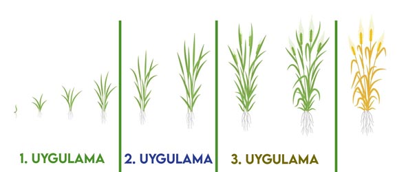 Arpa'da Solucan Gübresi Uygulama Dönemleri