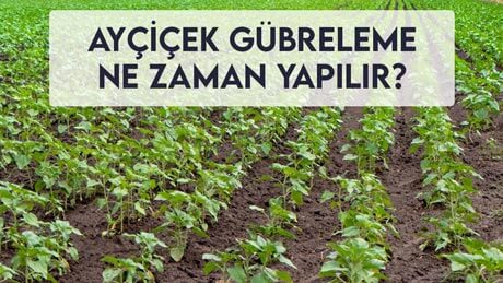 Ayçiçek Gübreleme Ne Zaman Yapılır?