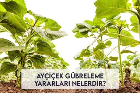Ayçiçek Gübreleme Yararları Nelerdir?