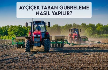 Ayçiçek Taban Gübreleme Nasıl Yapılır?