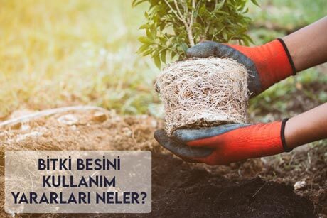 Bitki Besini Kullanım Yararları Neler?