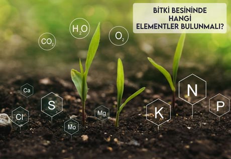 Bitki Besininde Hangi Elementler Bulunmalı?