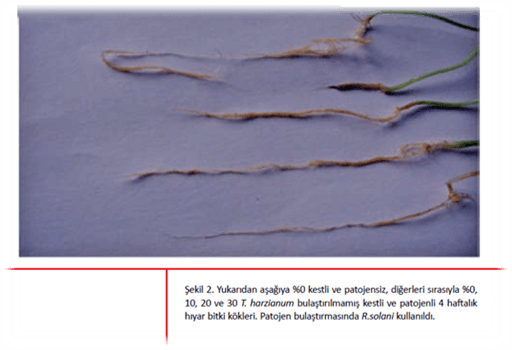 Solucan Gübresinin Bitki Koruma amaçlı kullanım Sonuçları örnek 2
