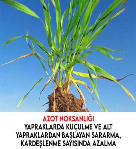 Buğdayda azot noksanlığı