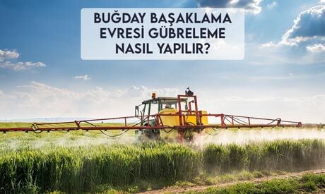 Buğday Başaklanma Evresi Gübreleme Nasıl Yapılır?