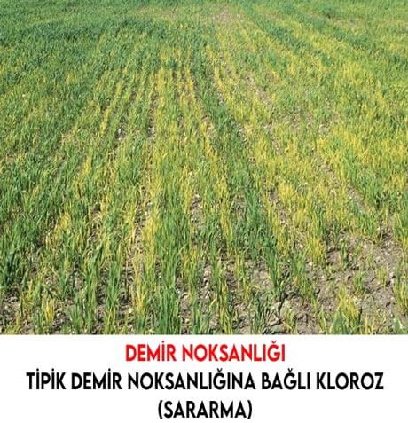 buğdayda demir noksanlığı