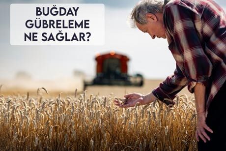 Buğday Gübreleme Ne Sağlar?