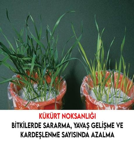 buğdayda kükürt noksanlığı