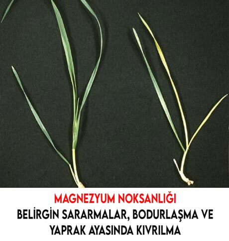 buğdayda magnezyum noksanlığı