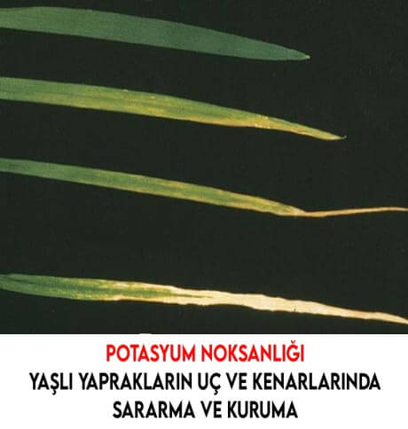 buğdayda potasyum noksanlığı