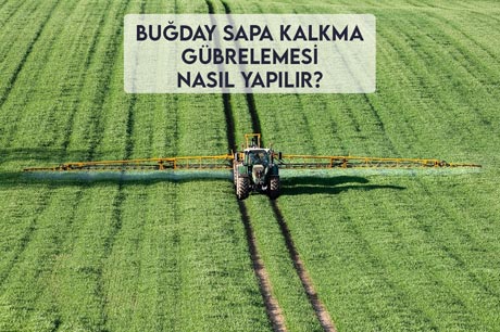 Buğday Sapa Kalkma Gübrelemesi Nasıl Yapılır?