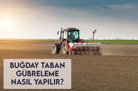 Buğday Taban Gübreleme Nasıl Yapılır?