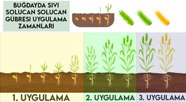Buğdayda Solucan Gübresi Uygulama Dönemleri