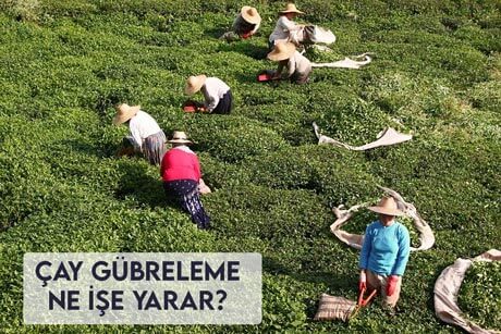 Çay Gübreleme Ne İşe Yarar?