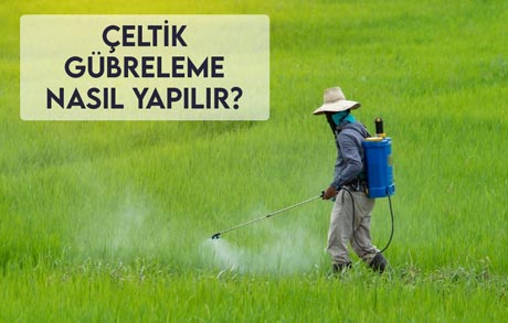 Çeltik Gübreleme Nasıl Yapılır?