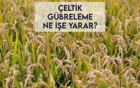 Çeltik Gübreleme Ne İşe Yarar?