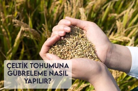 Çeltik Tohumuna Gübreleme Nasıl Yapılır?