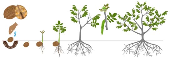 Ceviz ağacında solucan gübresi kullanımı