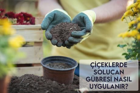 Çiçeklerde Solucan Gübresi Nasıl Uygulanır?