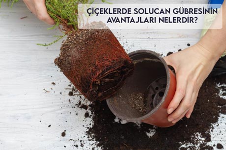 Çiçeklerde Solucan Gübresinin Avantajları Nelerdir?