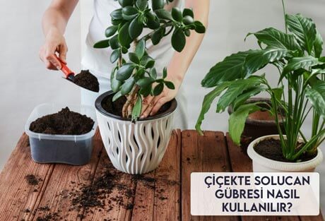 Çiçekte Solucan Gübresi Nasıl Kullanılır?