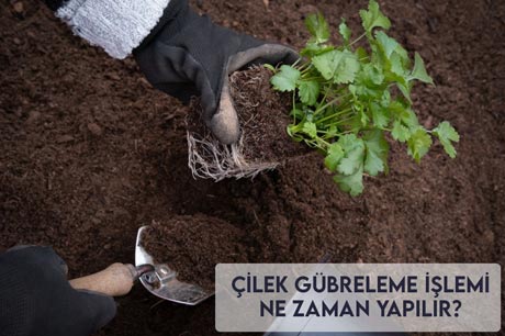 Çilek Gübreleme İşlemi Ne Zaman Yapılır?