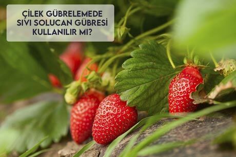 Çilek Gübrelemede Sıvı Solucan Gübresi Kullanılır Mı?