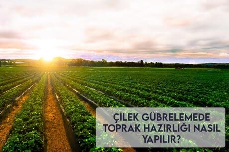 Çilek Gübrelemede Toprak Hazırlığı Nasıl Yapılır?