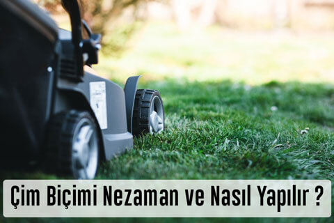 Çim Biçimi Nezaman Yapılır? Çim Biçimi Nasıl Yapılır?