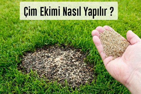 Çim Ekimi Nasıl Yapılır? Çim Nezaman Ekilir?