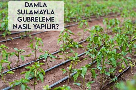 Damla Sulamayla Gübreleme Nasıl Yapılır?