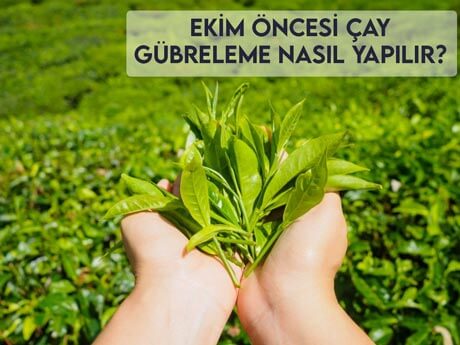 Ekim Öncesi Çay Gübreleme Nasıl Yapılır?