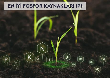 En iyi Fosfor kaynakları (P)