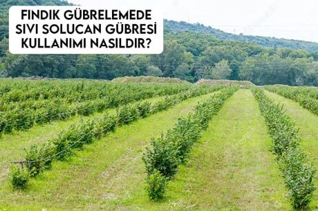 Fındık Gübrelemede Sıvı Solucan Gübresi Kullanımı Nasıldır?