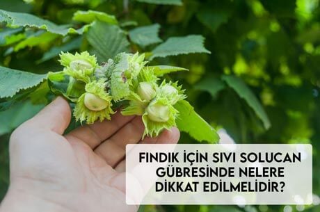 Fındık İçin Sıvı Solucan Gübresinde Nelere Dikkat Edilmelidir?
