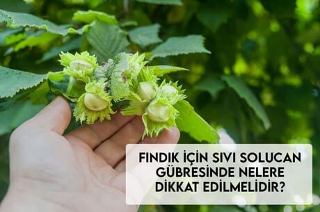 Fındık İçin Sıvı Solucan Gübresinde Nelere Dikkat Edilmelidir?