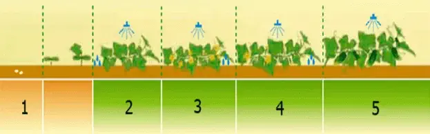 Lahanada Solucan Gübresi Uygulama Zamanları Nedir