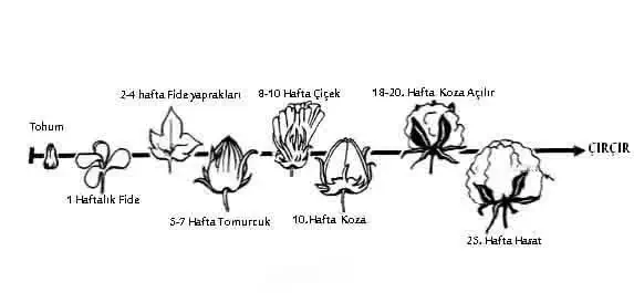 Pamukta Solucan Gübresi Uygulama Zamanları Nedir