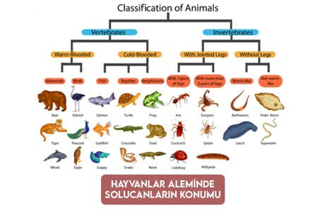 Hayvanlar Aleminde Solucanların Konumu